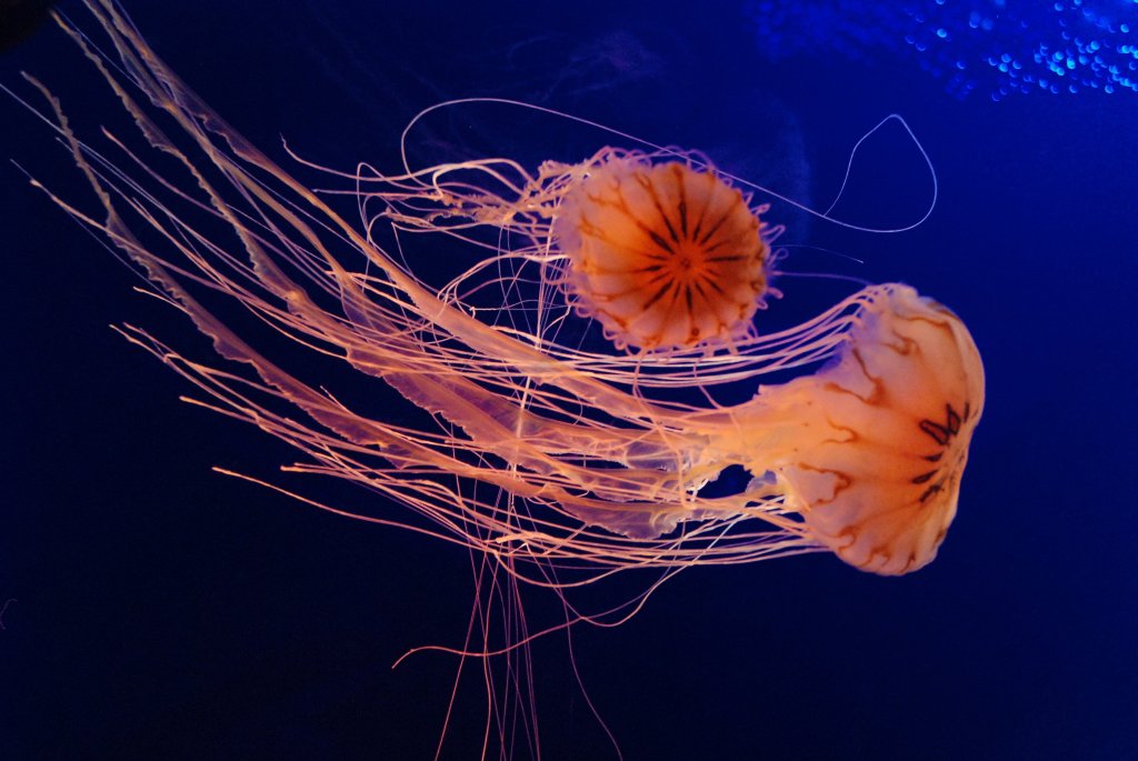 Two orange jellyfish swimming towards the right side of the image