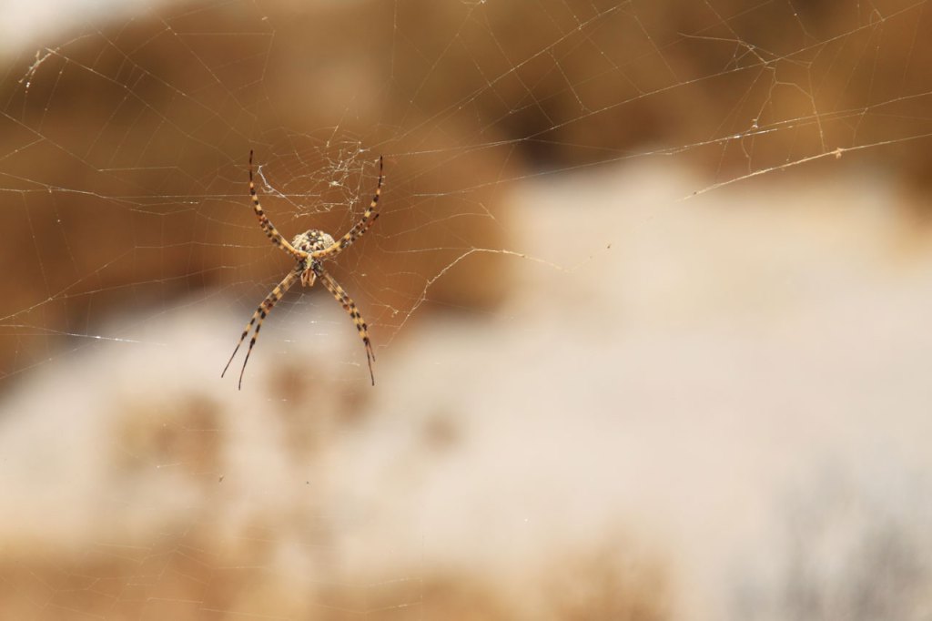 A small brown-tan spider on a barely visible web, with a blurry background of brown and off-white